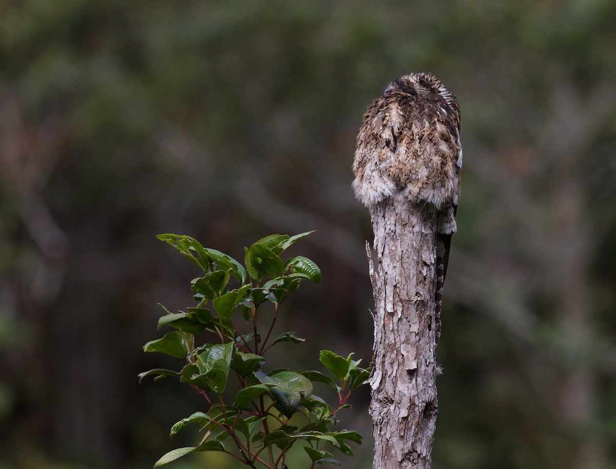 Andean Potoo - ML616813595