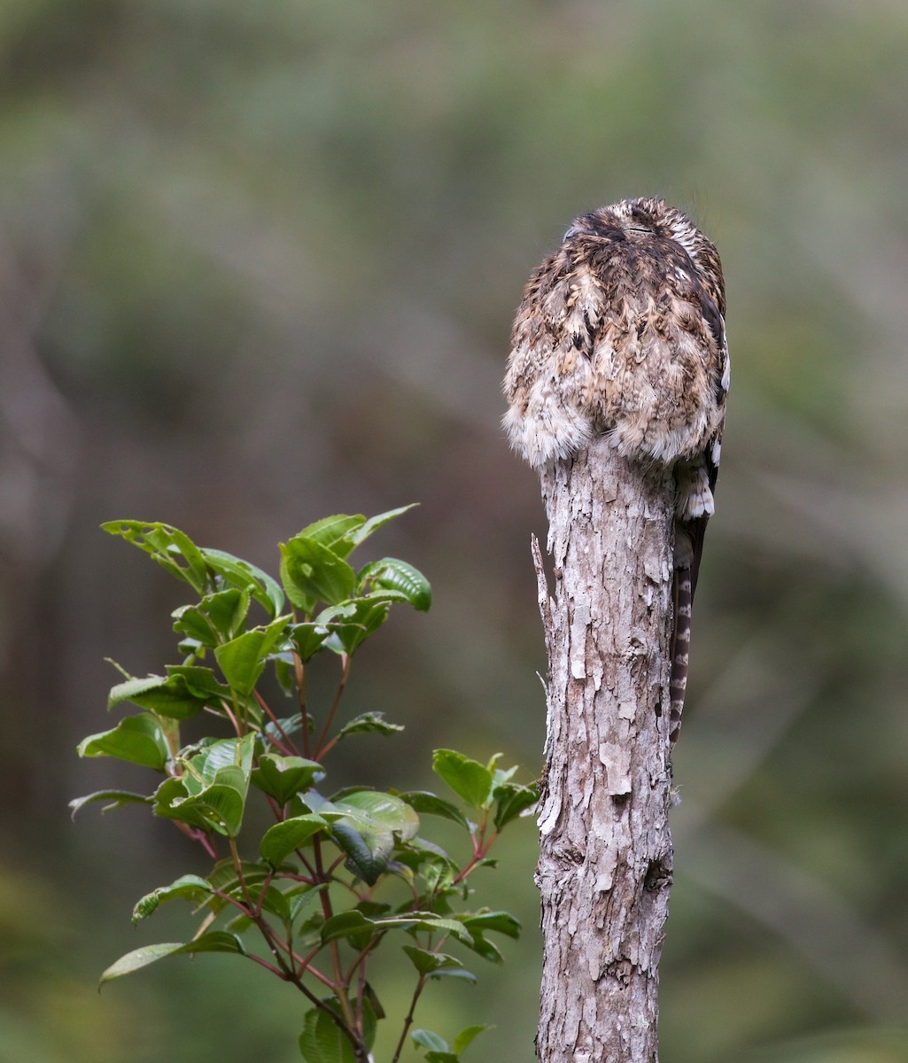 Andean Potoo - ML616813596
