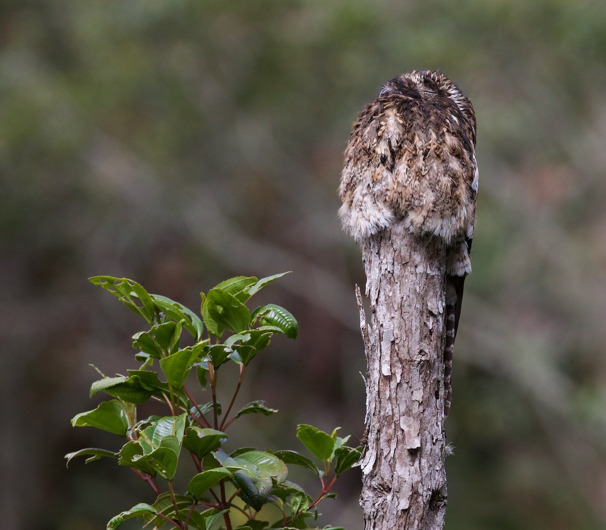 Andean Potoo - ML616813597