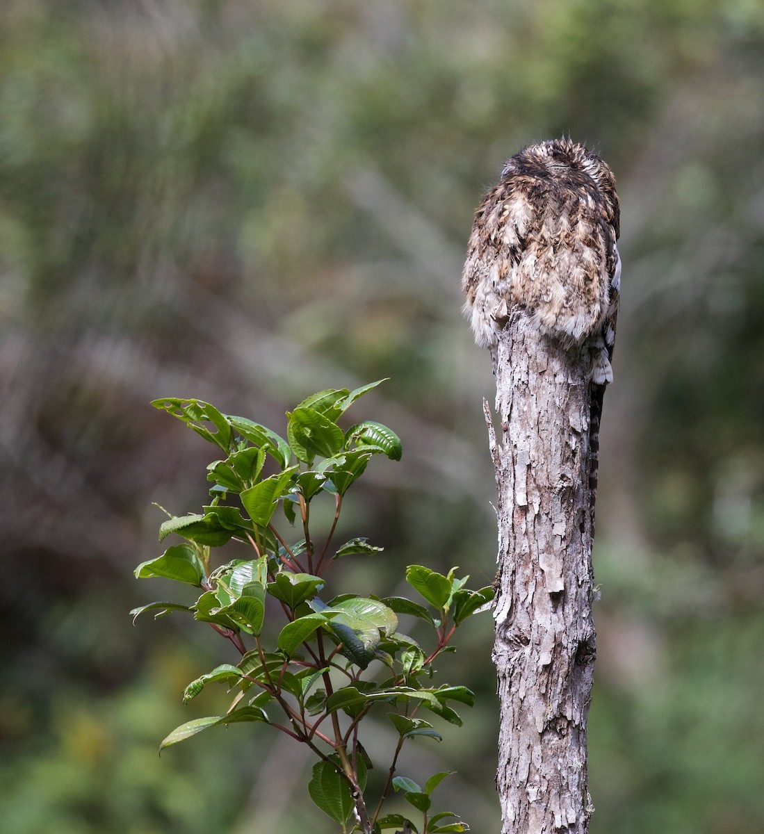 Andean Potoo - ML616813598