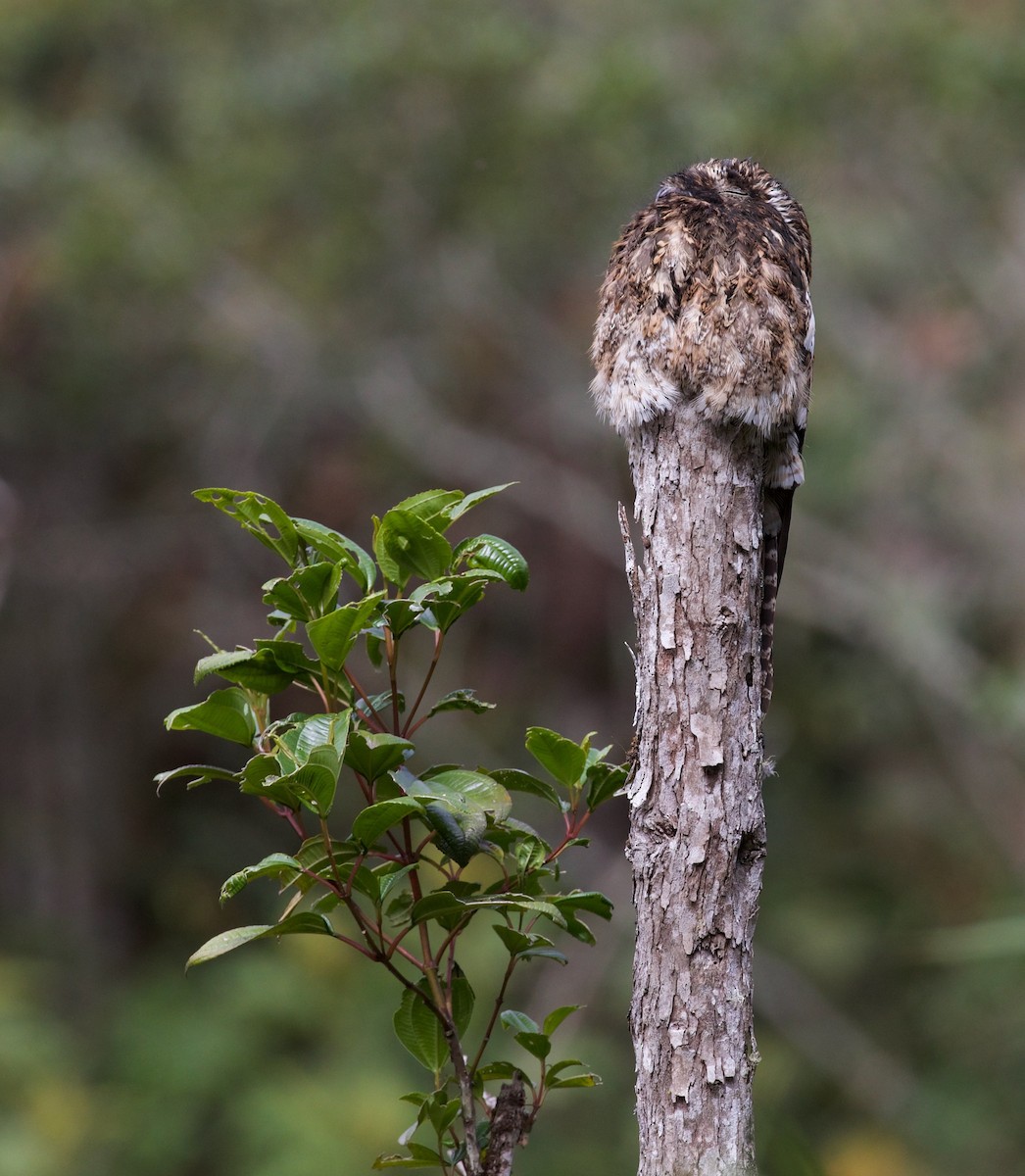 Andean Potoo - ML616813599