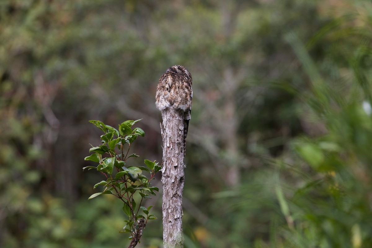 Andean Potoo - ML616813600