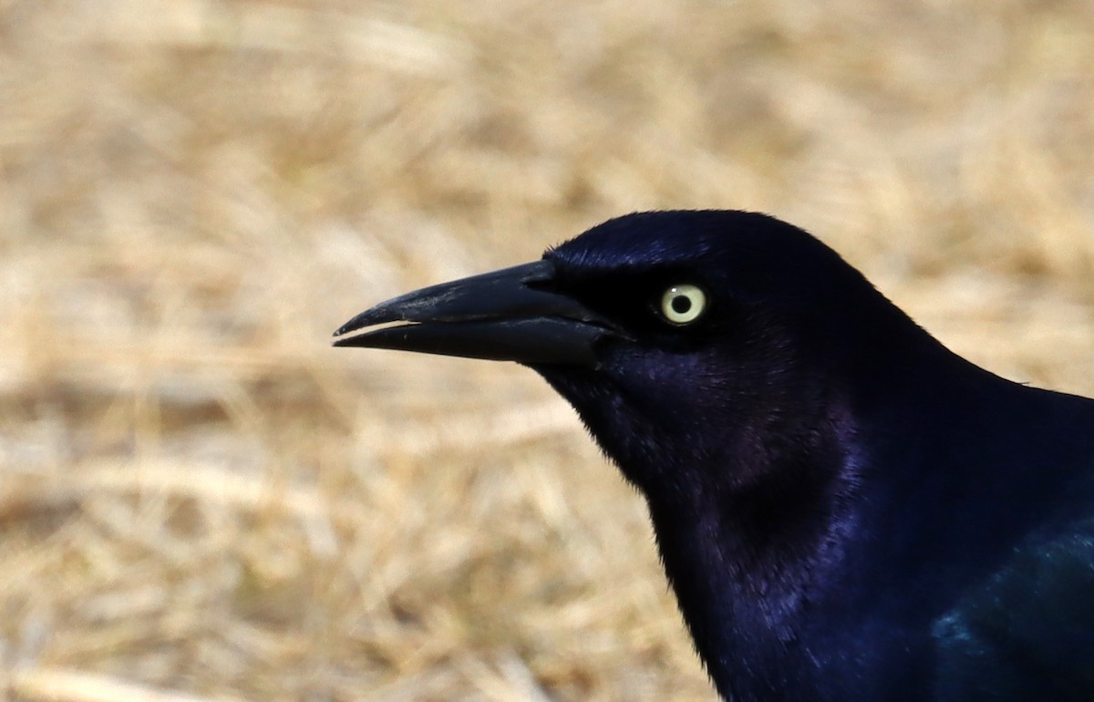 Boat-tailed Grackle - ML616813623