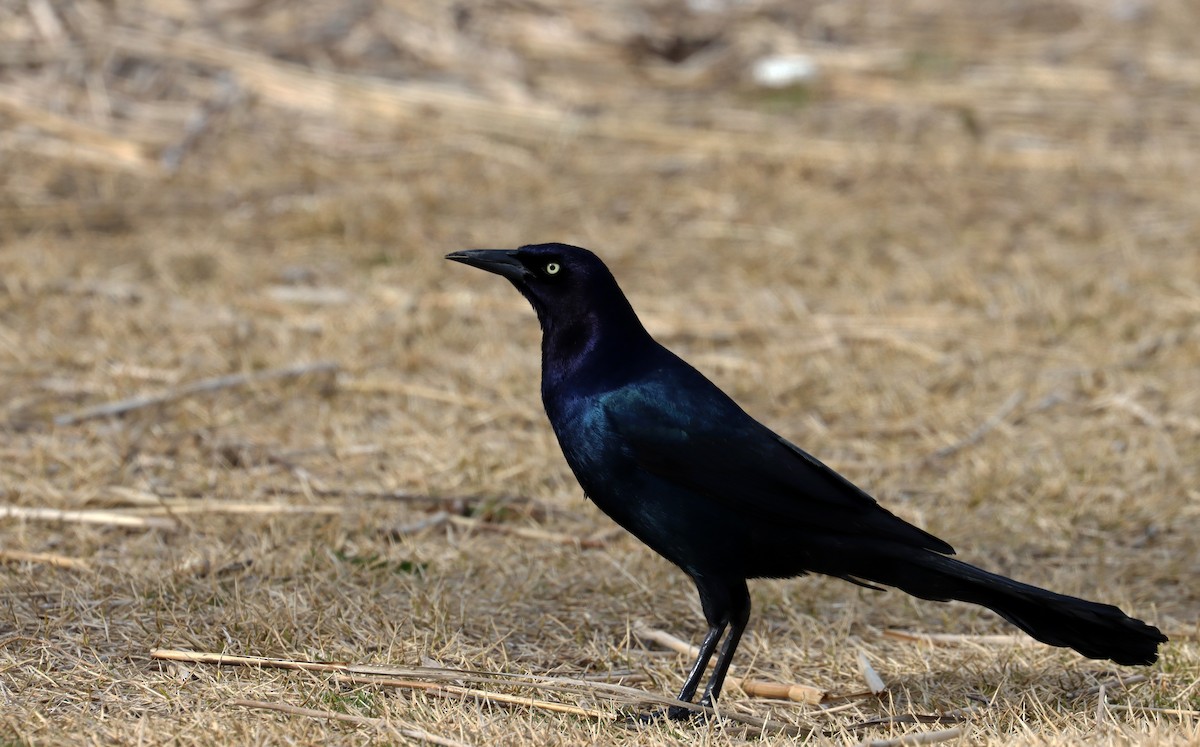 Boat-tailed Grackle - ML616813636