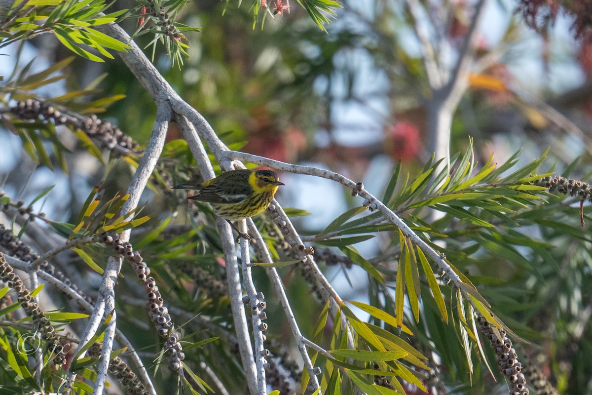 Cape May Warbler - ML616813783