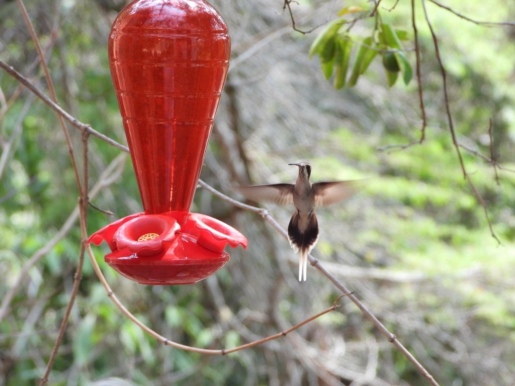 Светлобрюхий колибри-отшельник - ML616813802