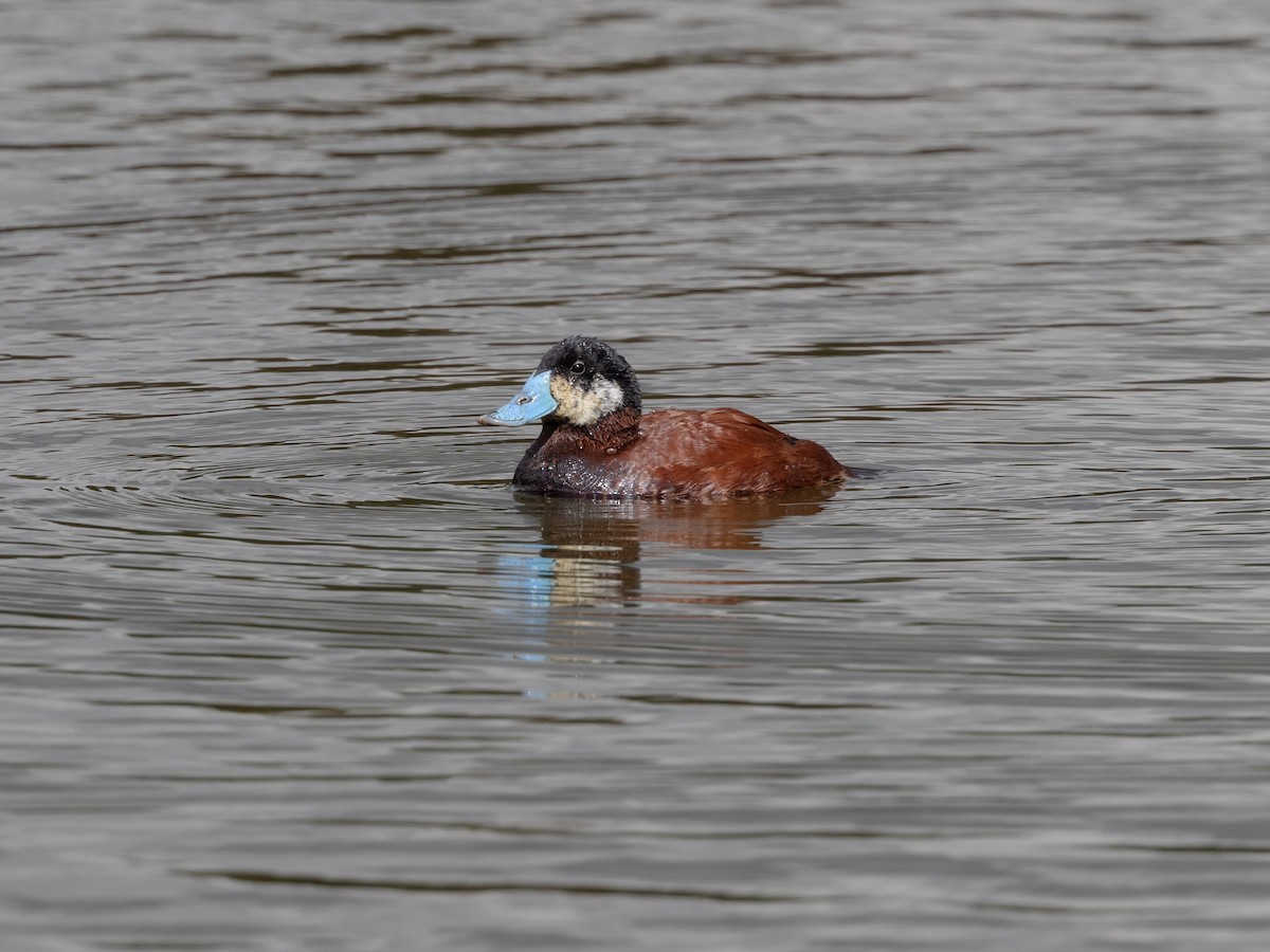 Andean Duck - ML616813854