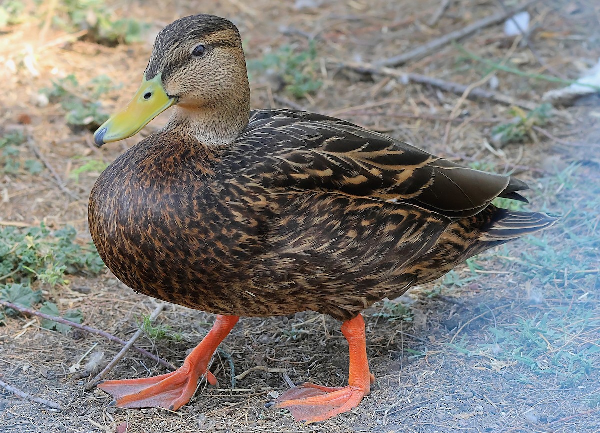 Mexican Duck - ML616813943