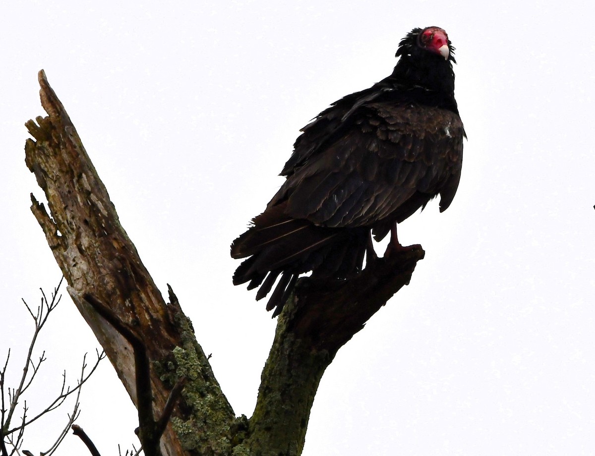 Turkey Vulture - ML616814047