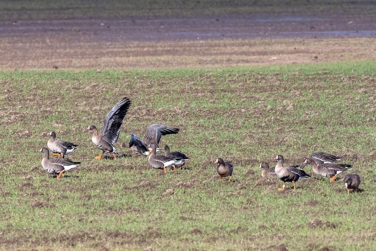 Lesser White-fronted Goose - ML616814051