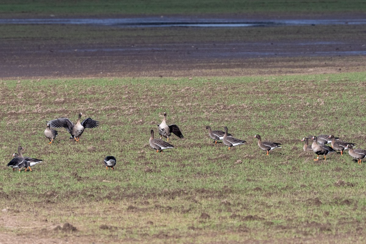 Lesser White-fronted Goose - ML616814054