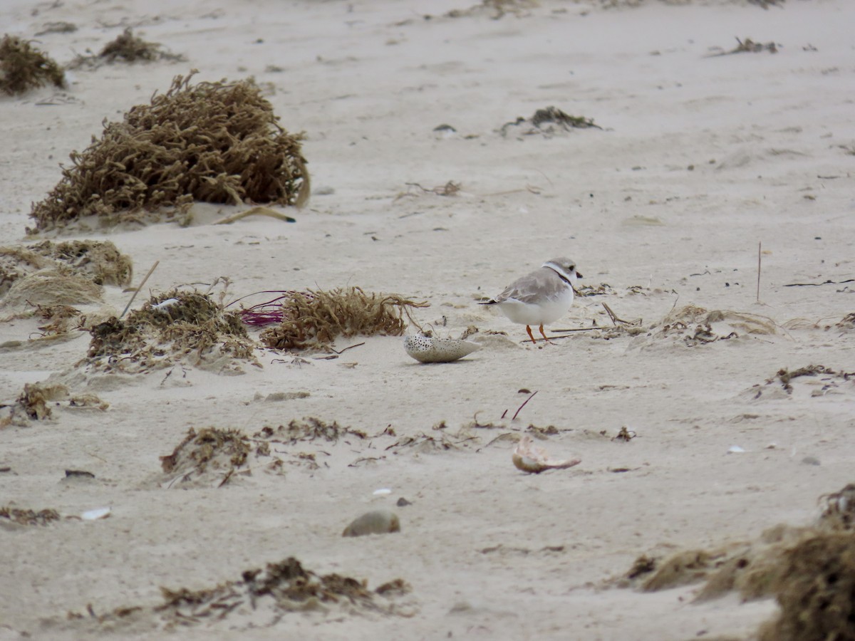 Piping Plover - ML616814074