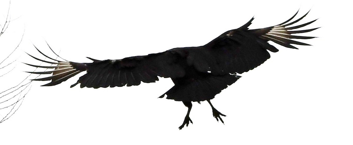 Black Vulture - ML616814083