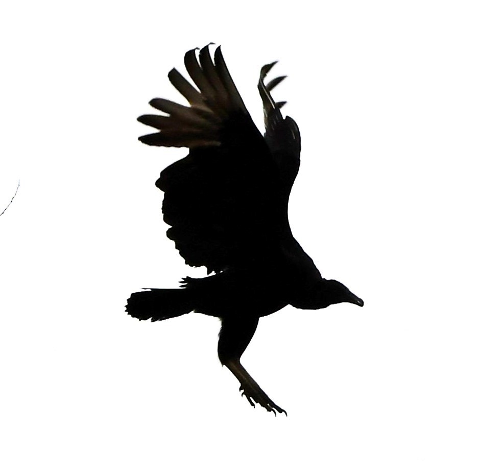Black Vulture - ML616814087