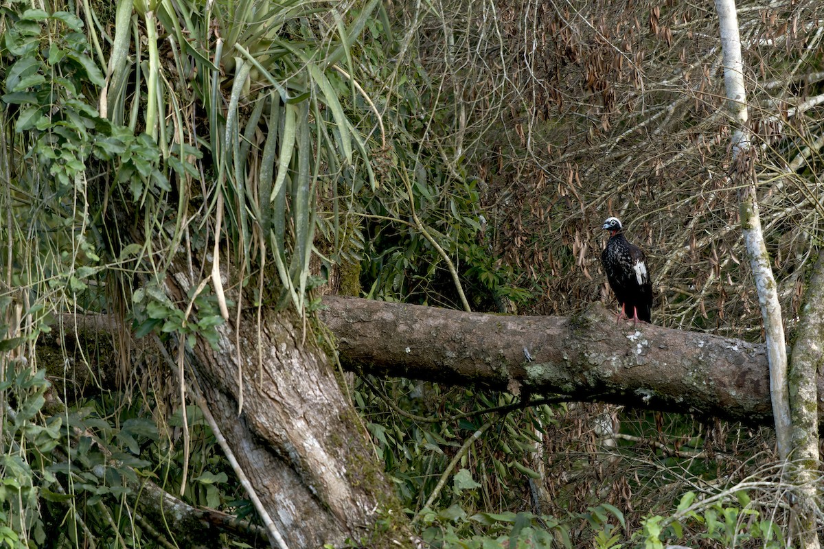 Black-fronted Piping-Guan - ML616814126