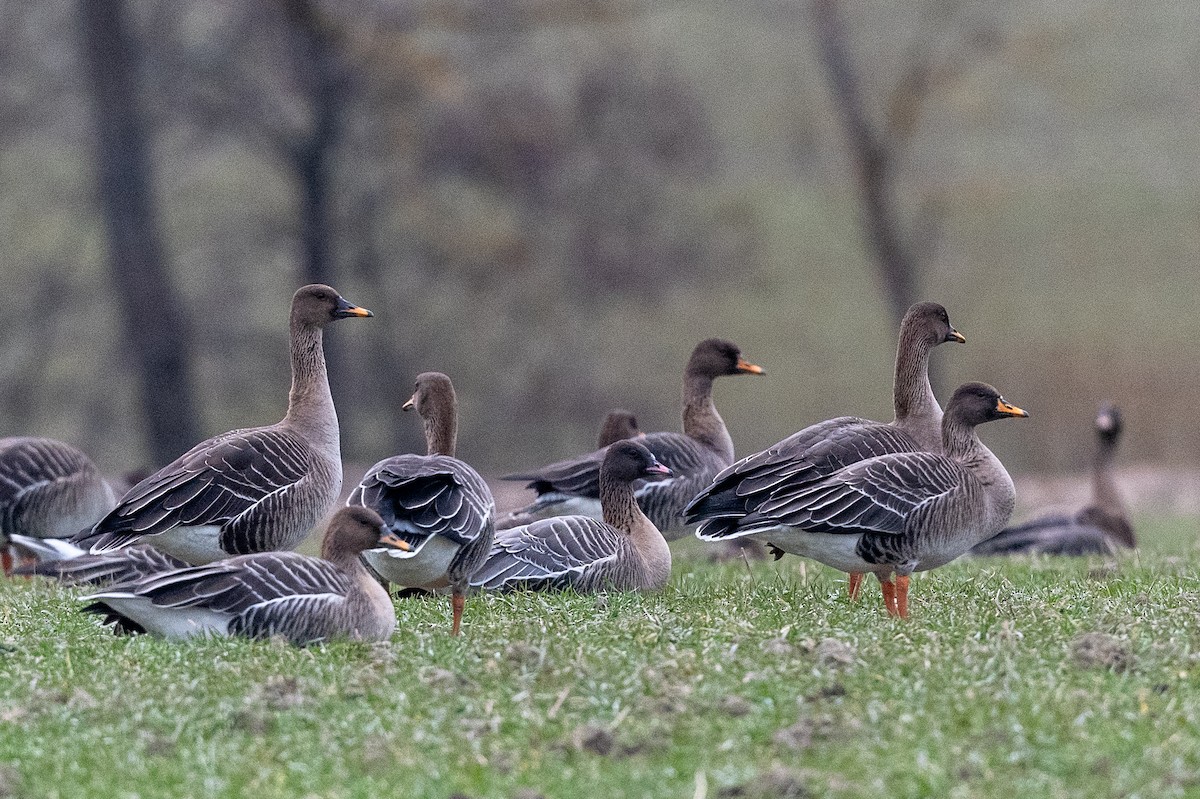 Pink-footed Goose - ML616814191