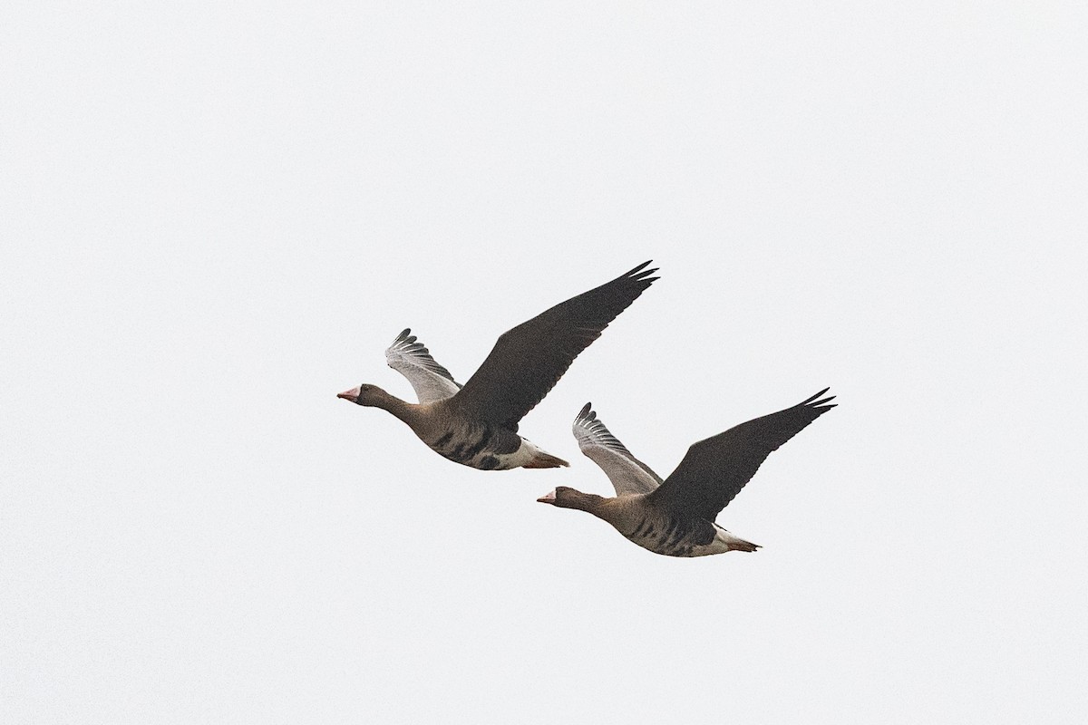 Greater White-fronted Goose - ML616814204
