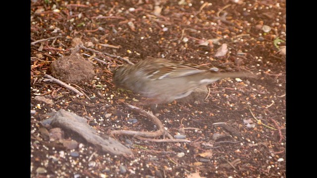 Golden-crowned Sparrow - ML616814287