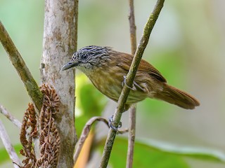 Brown Tit-Babbler - Macronus striaticeps - Birds of the World