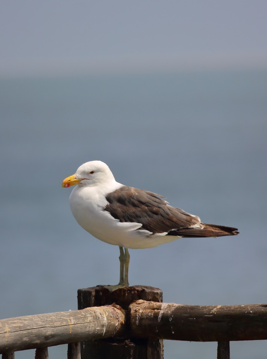 Kelp Gull (vetula) - ML616814404