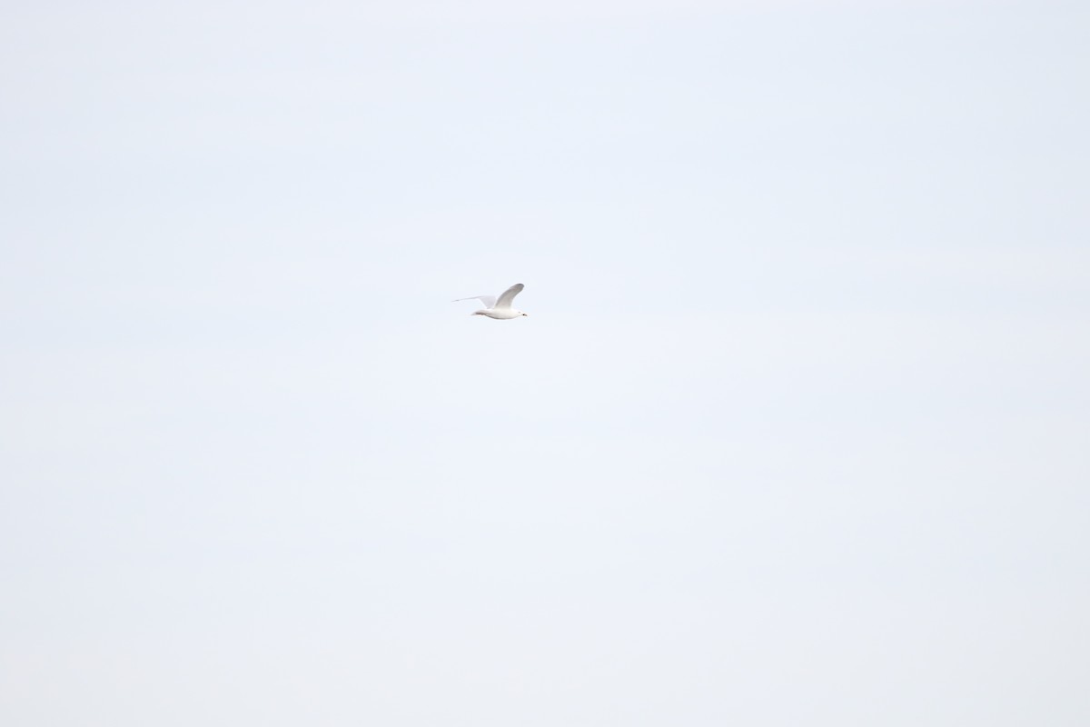Herring Gull (European) - ML616814407