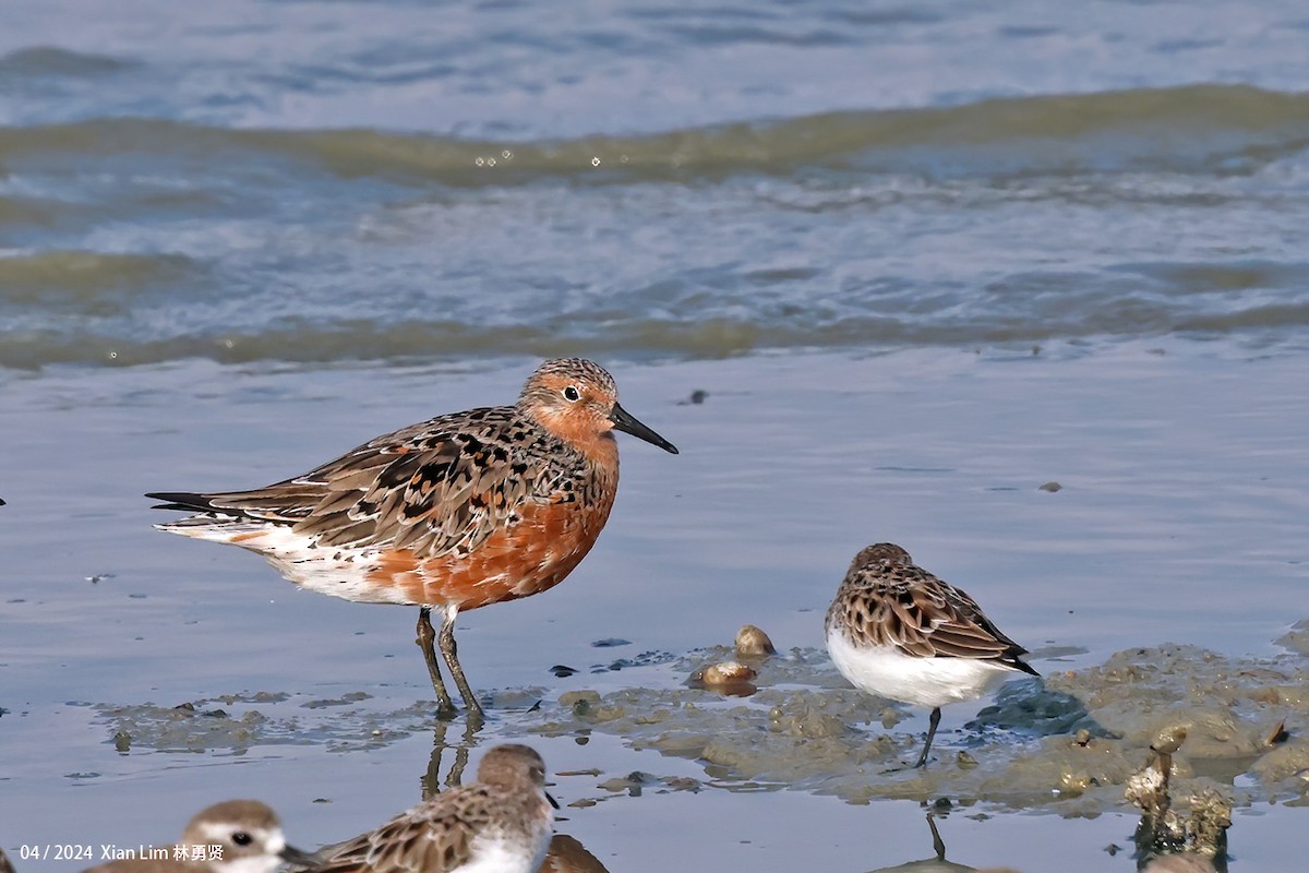 Red Knot - ML616814476