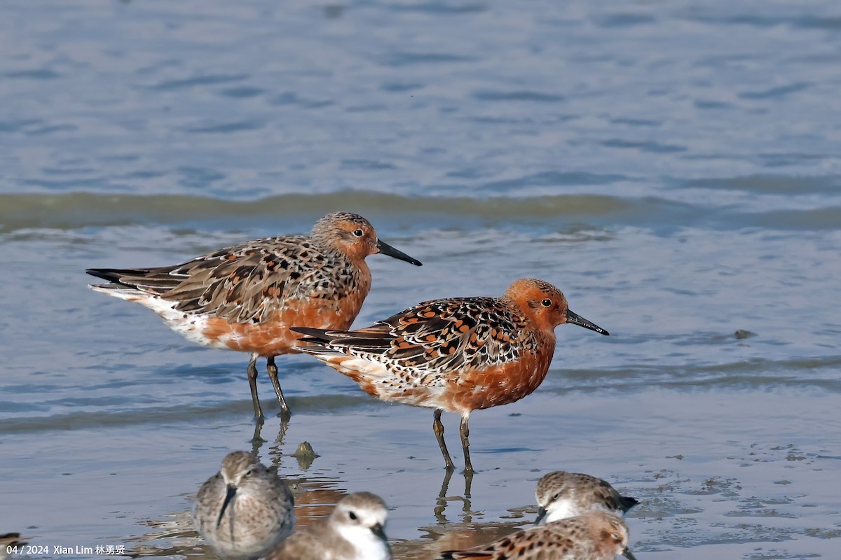 Red Knot - ML616814477