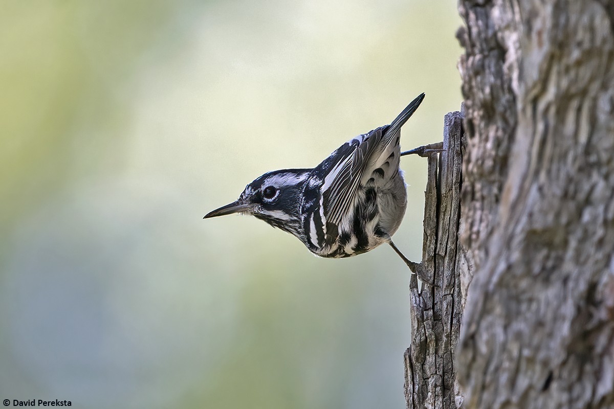 Black-and-white Warbler - ML616814492
