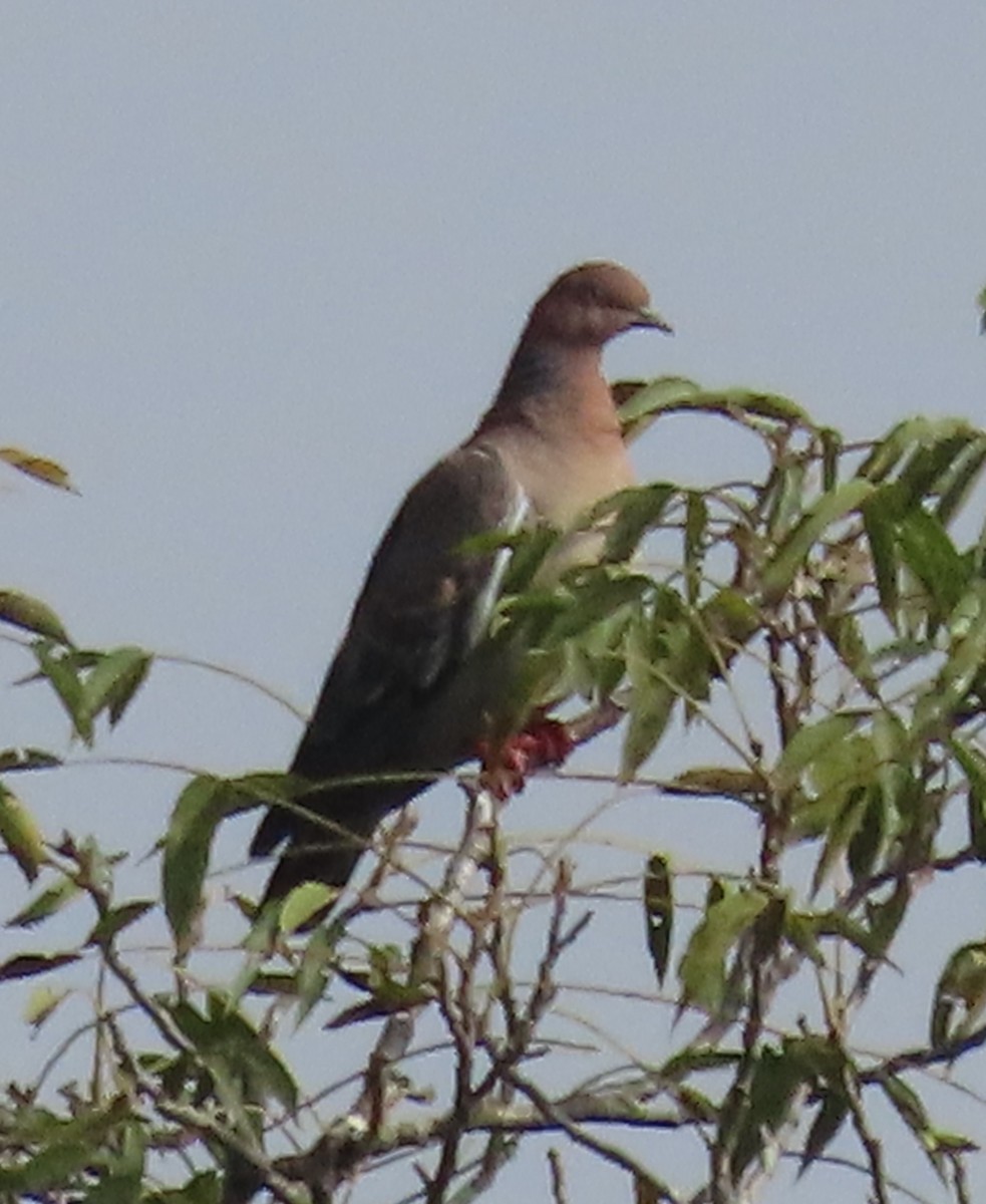Pale-vented Pigeon - ML616814508