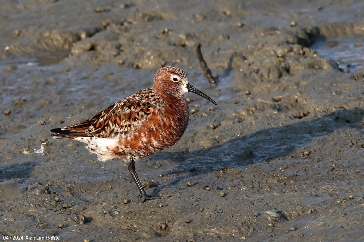 Curlew Sandpiper - Lim Ying Hien