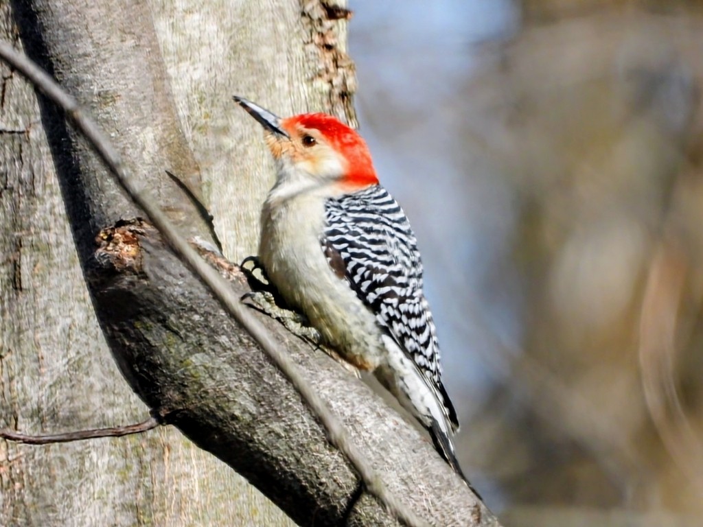 Red-bellied Woodpecker - ML616814521