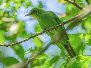 - Philippine Leafbird