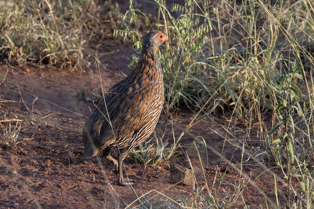 Gray-breasted Spurfowl - ML616814713