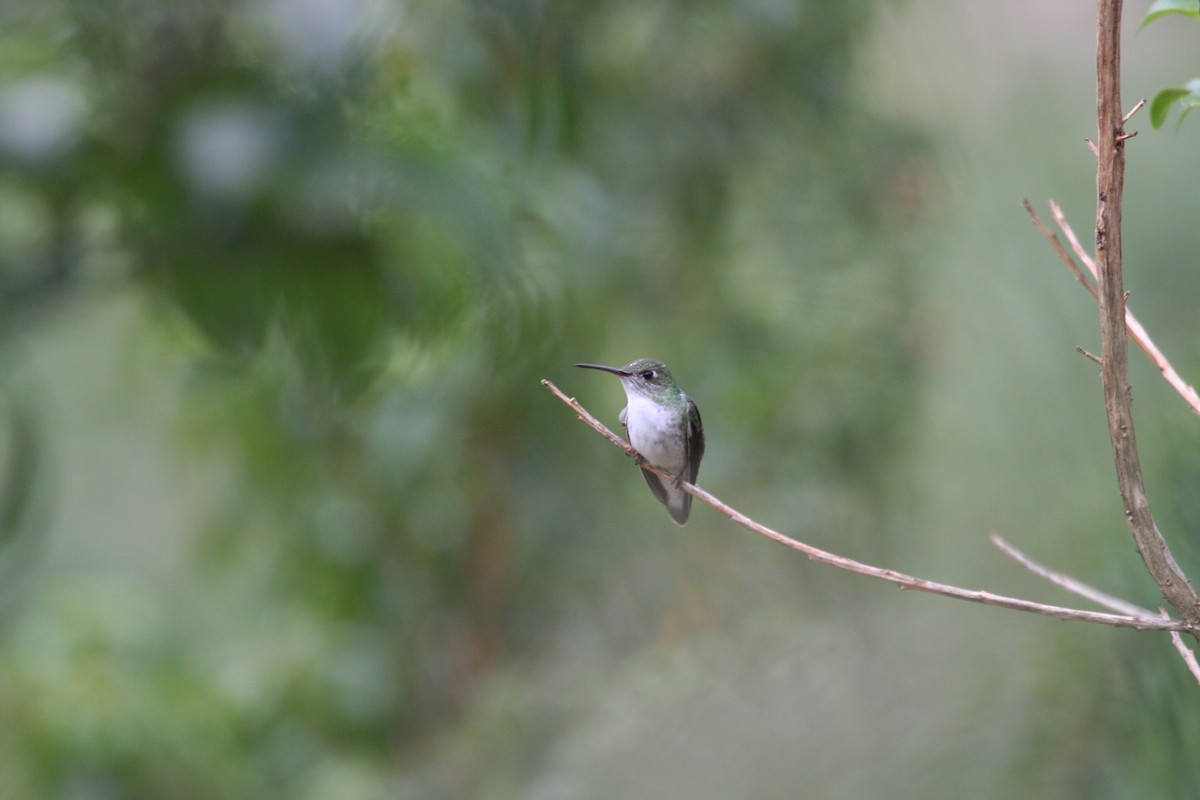White-bellied Hummingbird - ML616814754