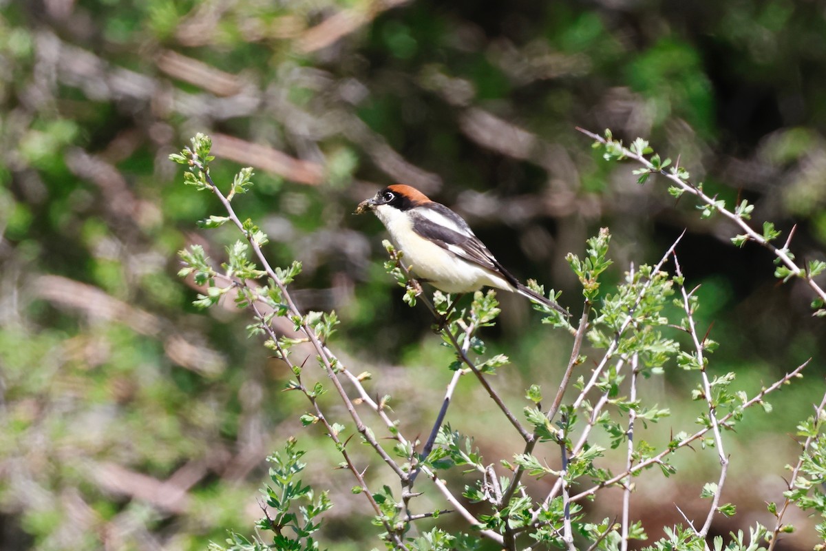 eBird Checklist - 14 Apr 2023 - Mount Hermon - 31 species