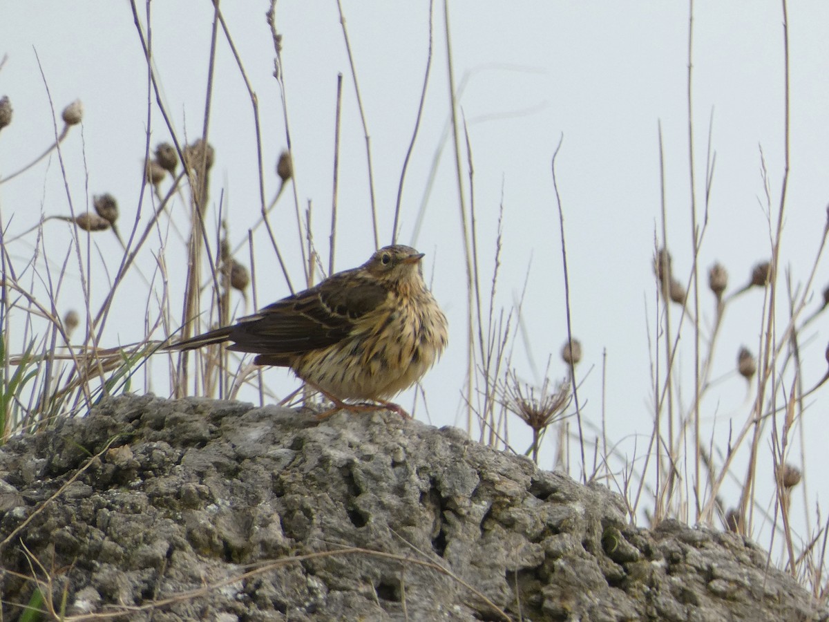 Meadow Pipit - ML616814884