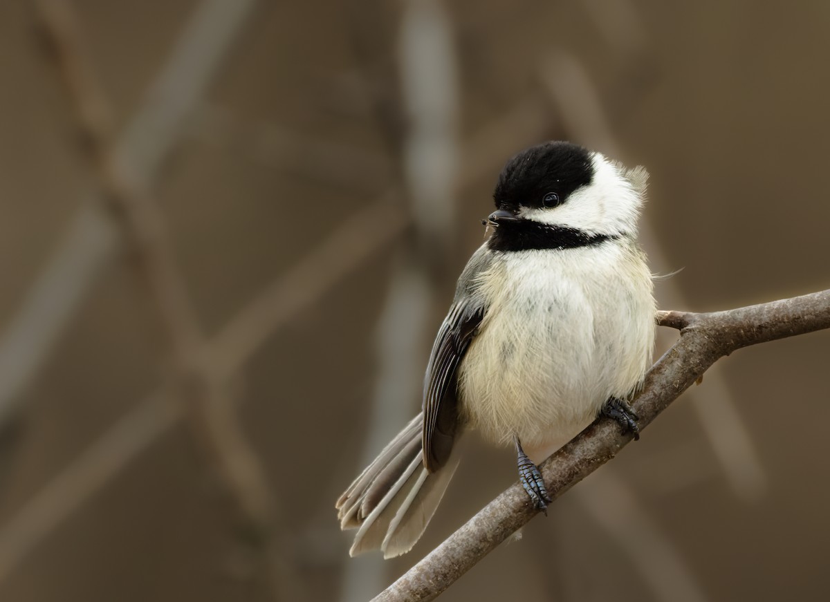 Black-capped Chickadee - Phil Bartley