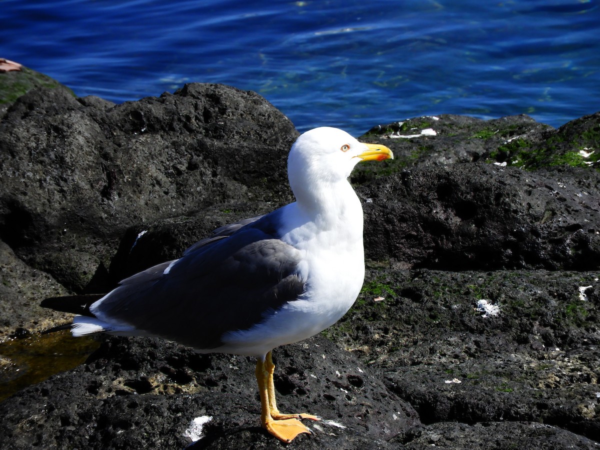 Yellow-legged Gull (atlantis) - ML616814990