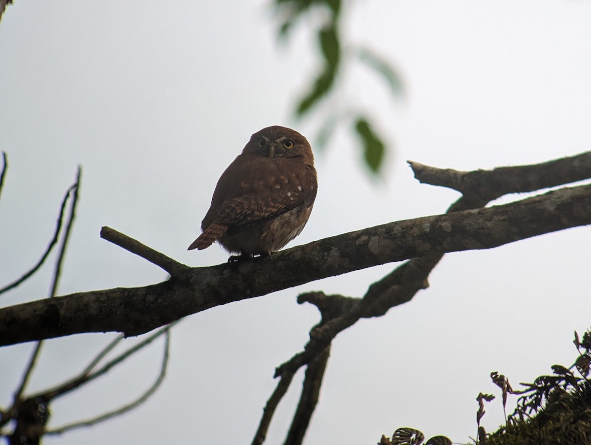 Ferruginous Pygmy-Owl - ML616815086