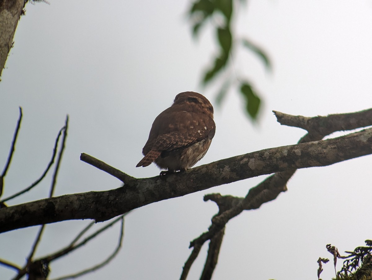 Ferruginous Pygmy-Owl - ML616815088