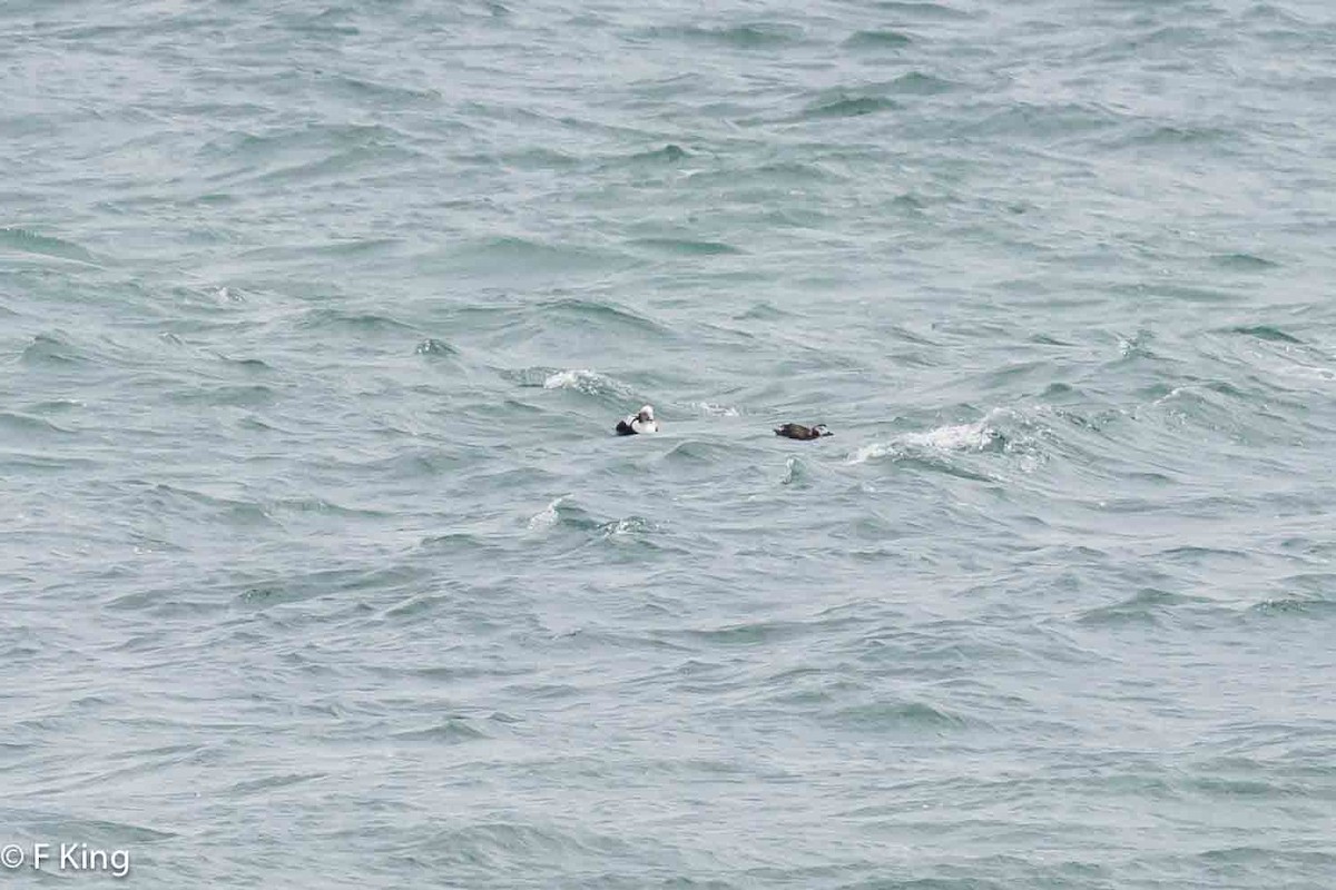 Long-tailed Duck - ML616815206