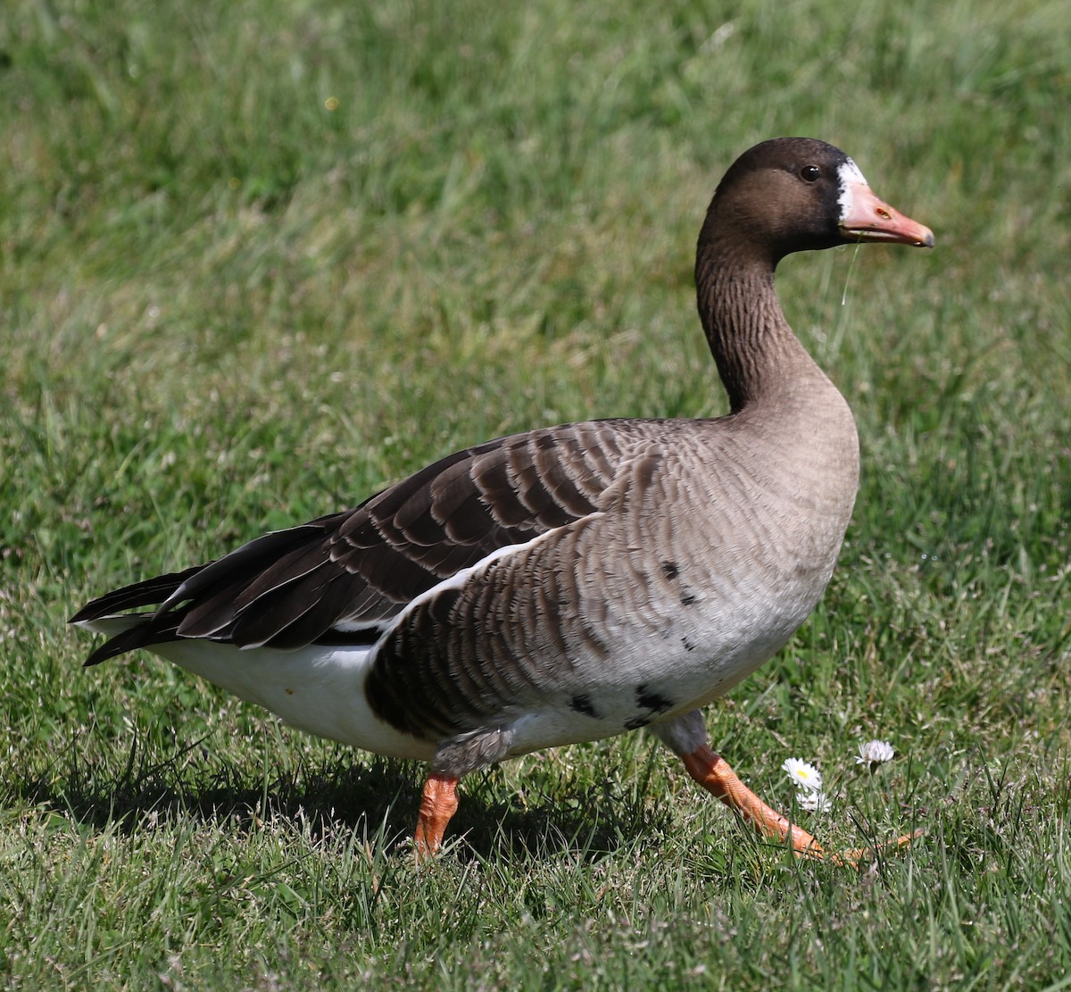 Greater White-fronted Goose (Western) - Bradley Waggoner