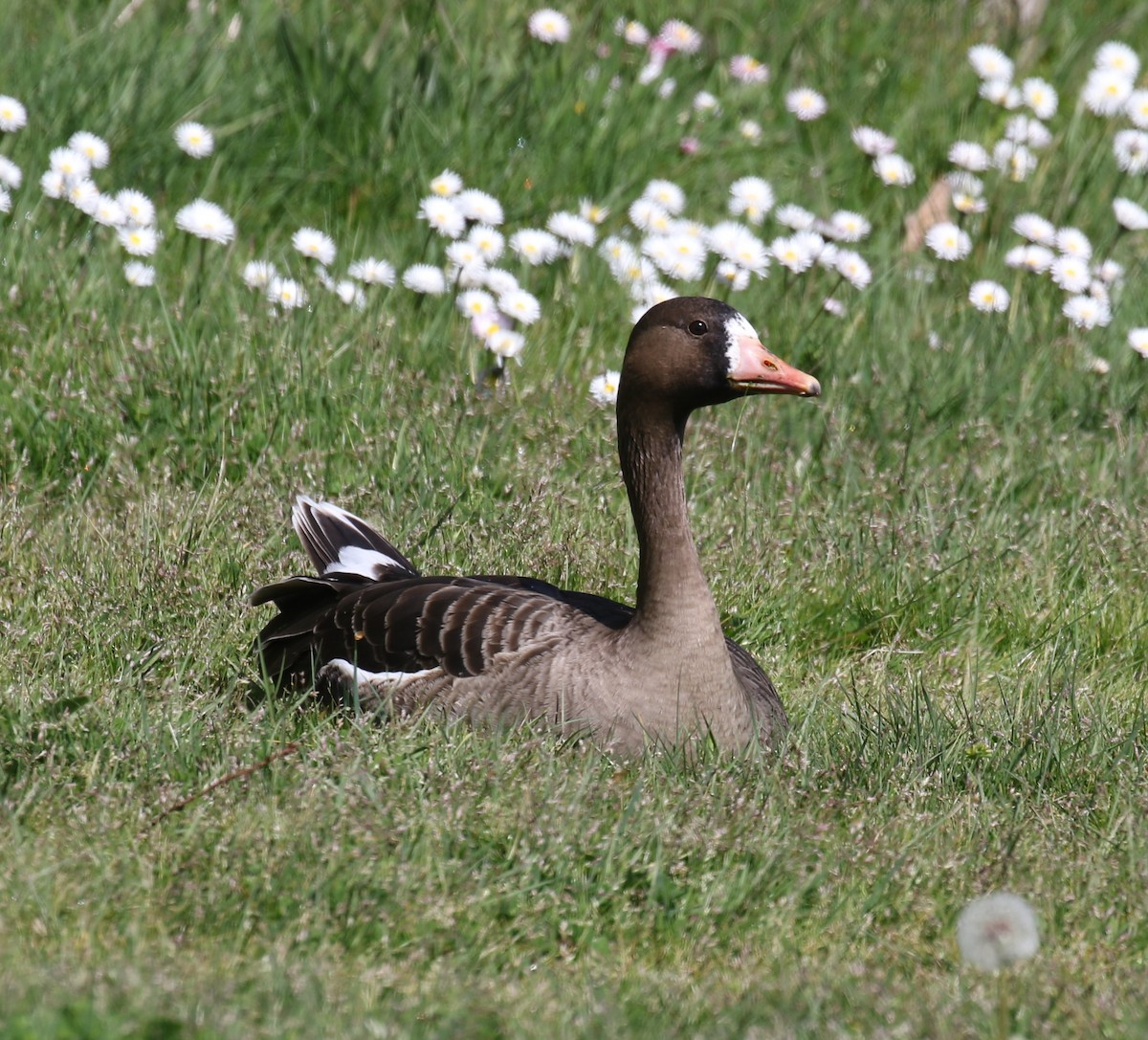 Greater White-fronted Goose (Western) - ML616815221