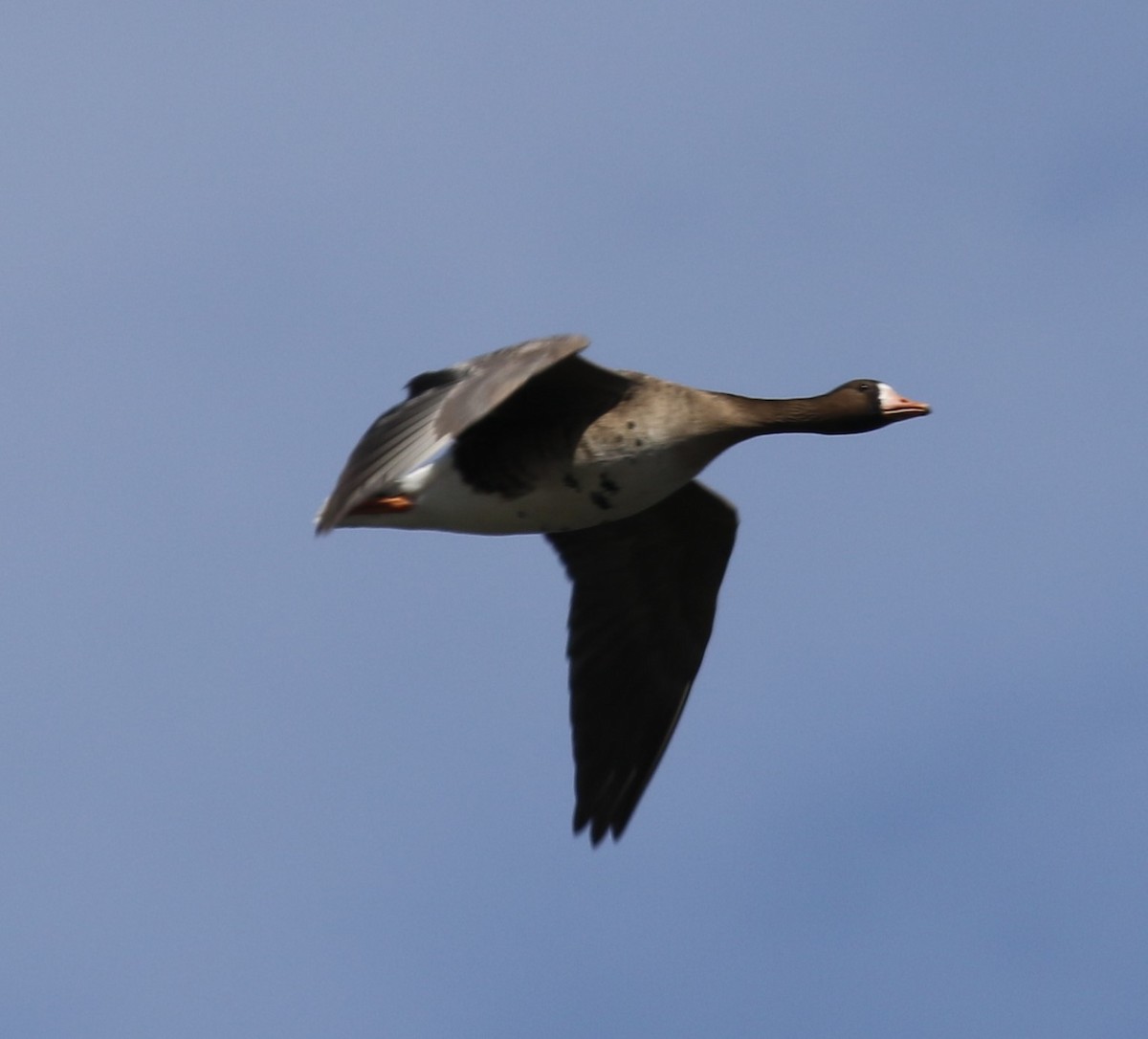 Greater White-fronted Goose (Western) - ML616815239