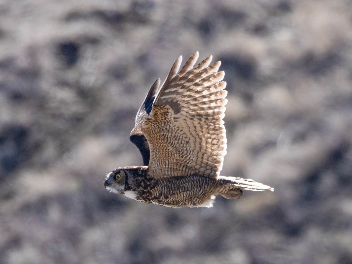 Great Horned Owl - ML616815292
