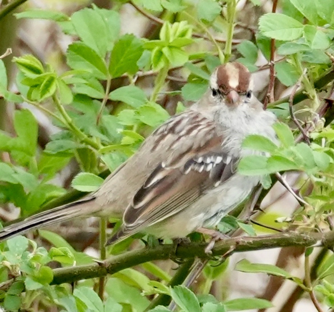 Field Sparrow - ML616815394