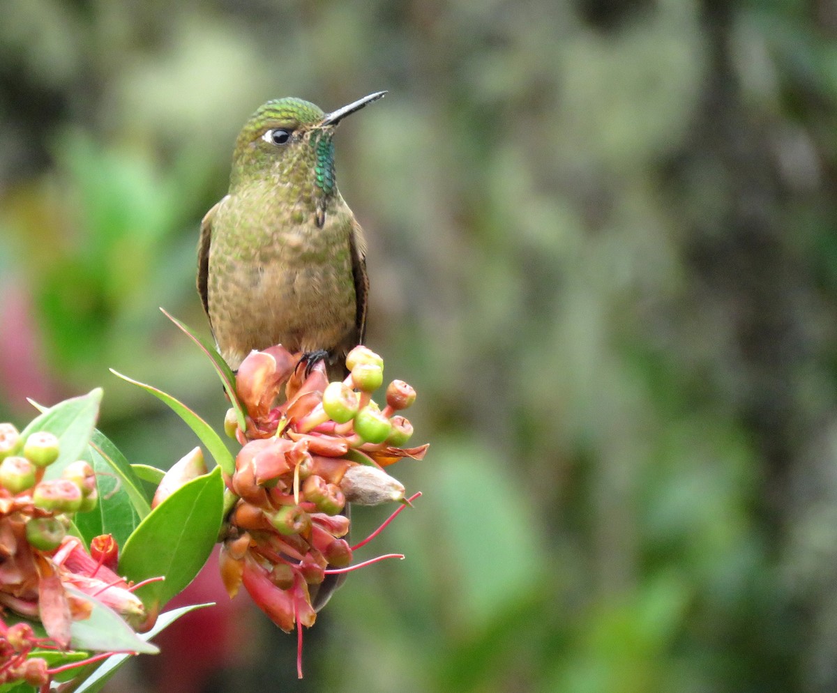 kolibřík hnědobrvý - ML616815399