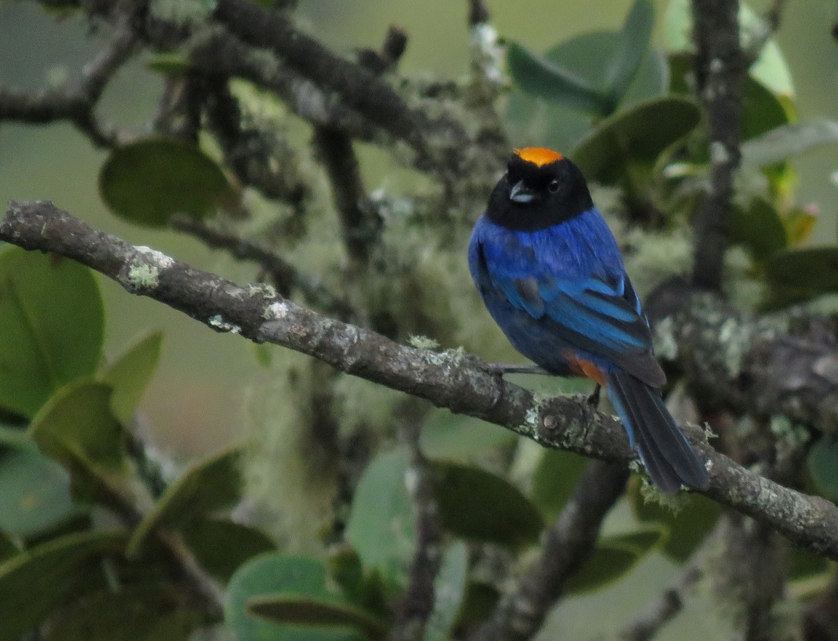 Golden-crowned Tanager - ML616815439
