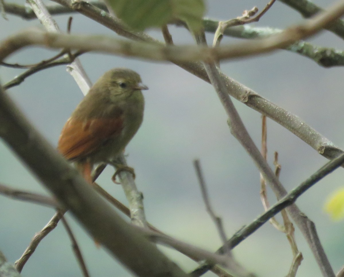 Crested Spinetail - ML616815520