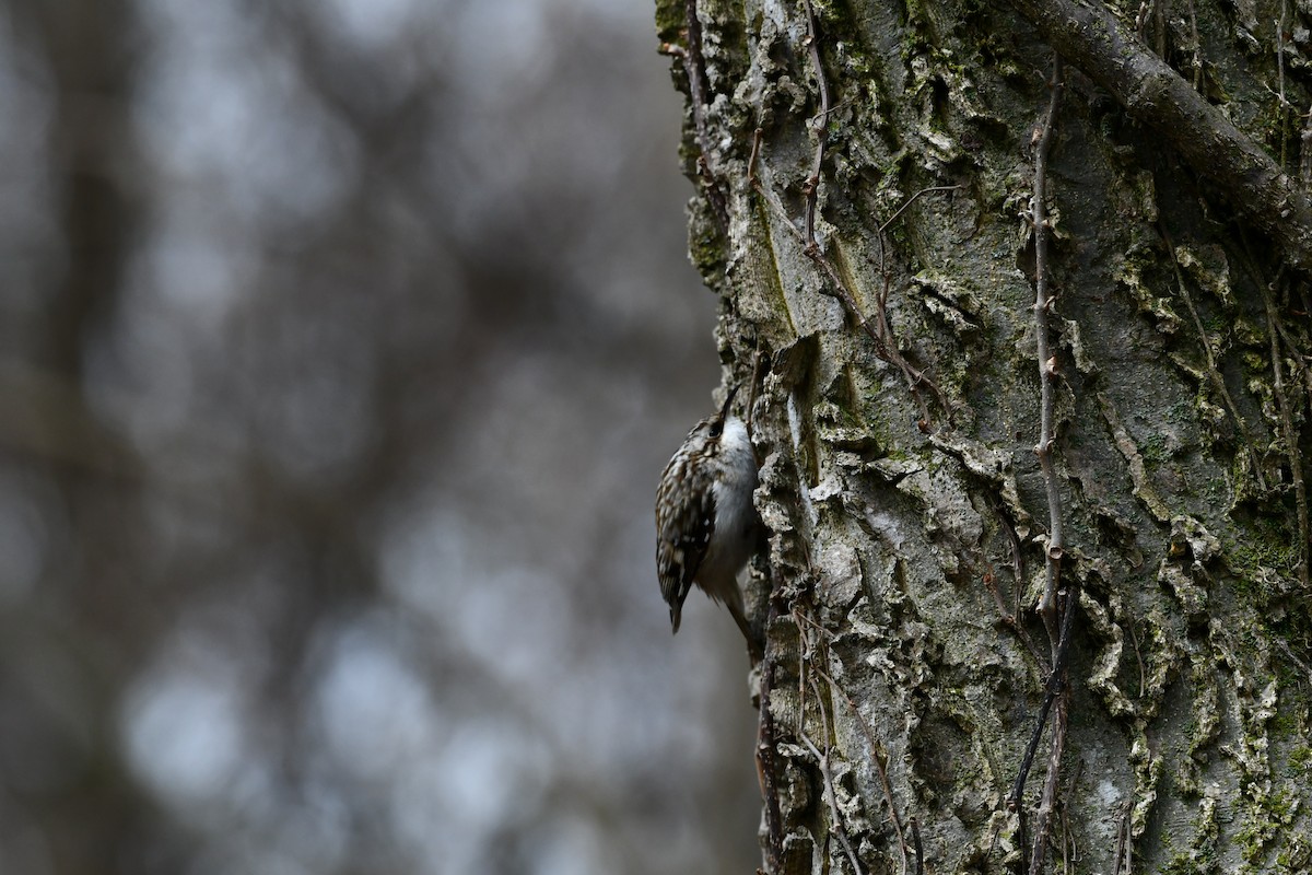 Brown Creeper - Mike St.Pierre